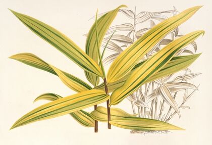 Bambusa viridi-striata