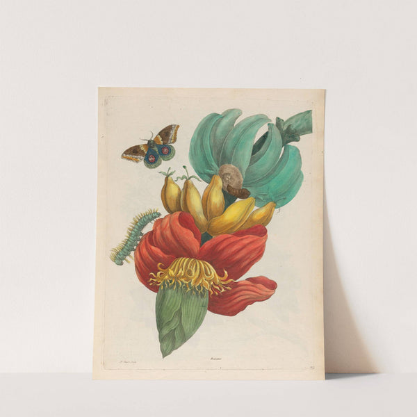 Banane (1719) by Maria Sibylla Merian
