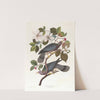 Band-tailed pigeon by John James Audubon