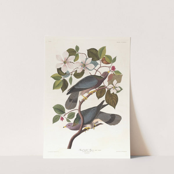 Band-tailed pigeon by John James Audubon