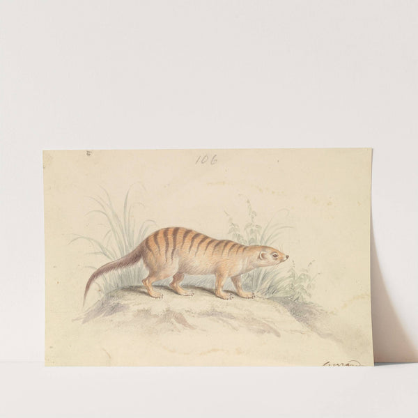 Banded Mongoose (1837) by Charles Hamilton Smith