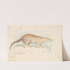 Banded Mongoose. (1837) by Charles Hamilton Smith
