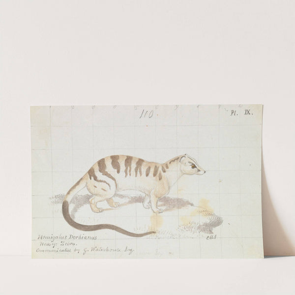 Banded Palm Civet (1837) by Charles Hamilton Smith