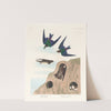 Bank swallow. Violet-green swallow by John James Audubon