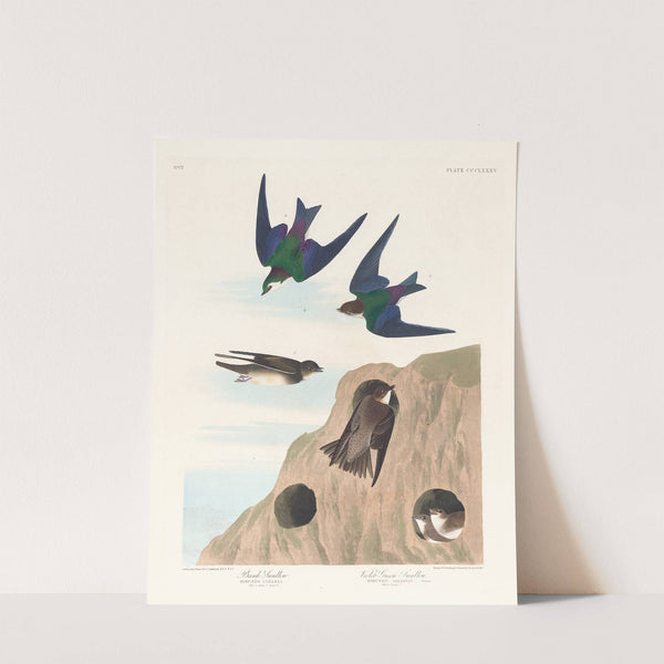 Bank swallow. Violet-green swallow by John James Audubon