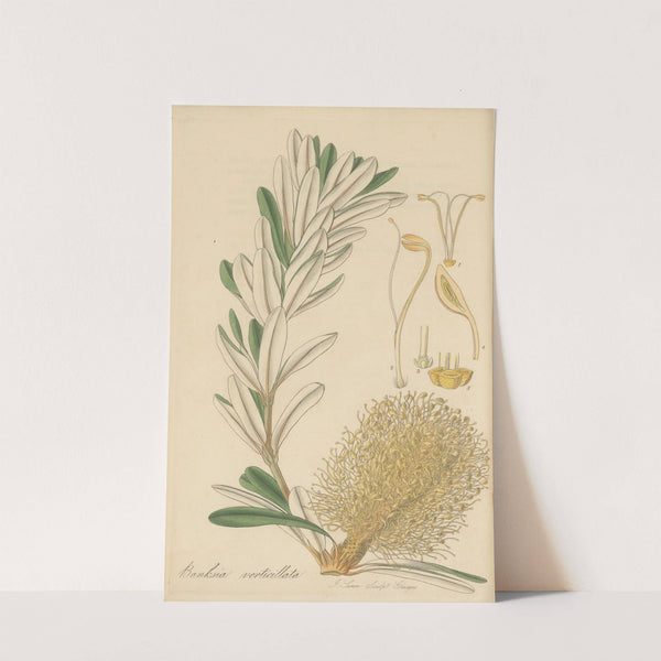 Banksia verticillata by William Jackson Hooker