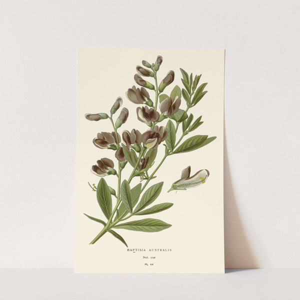Baptisia Australis (1896-1897) by Edward Step