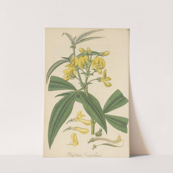 Baptisia nepalensis by William Jackson Hooker