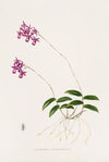 Barkeria Lindleyana