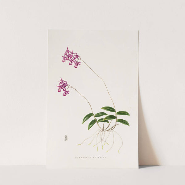 Barkeria Lindleyana (1837-1843) by James Bateman