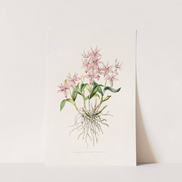 Barkeria Spectabilis (1837-1843) by James Bateman