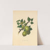 Barland pear by Thomas Andrew Knight