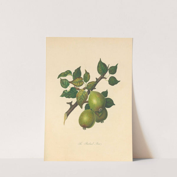 Barland pear by Thomas Andrew Knight