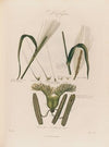Barley (1799–1810)