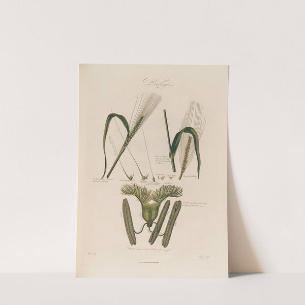 Barley (1799–1810) by Robert John Thornton