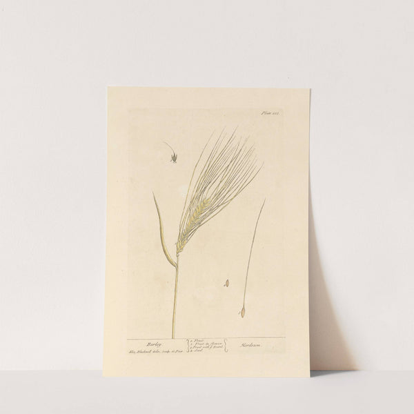 Barley by Elizabeth Blackwell