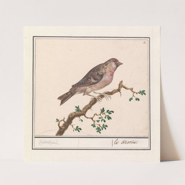 Barmsijs (Carduelis flammea) (1596-1610) by Anselmus Boëtius de Boodt