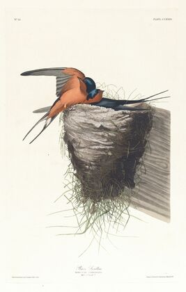 Barn swallow