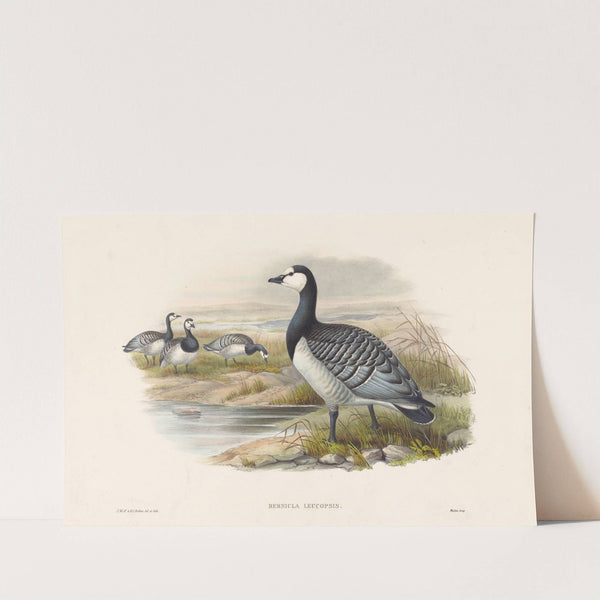 Barnacle Goose (Bernicla Leucopsis) by Joseph Wolf