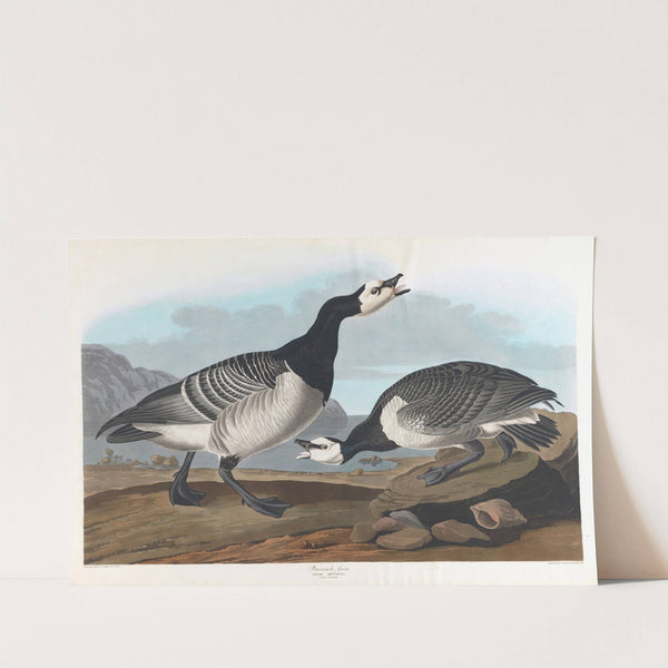Barnacle goose by John James Audubon