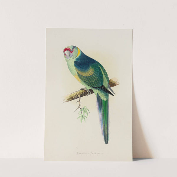 Barnard’s or the Bulla Bulla Parrakeet (1884-1887) by Alexander Francis Lydon