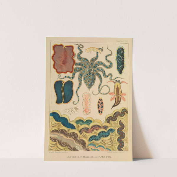 Barrier Reef Molluscs and Planarians (1893) by William Saville-Kent