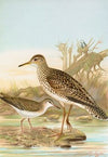 Bartramia longicauda, Tringoides macularius
