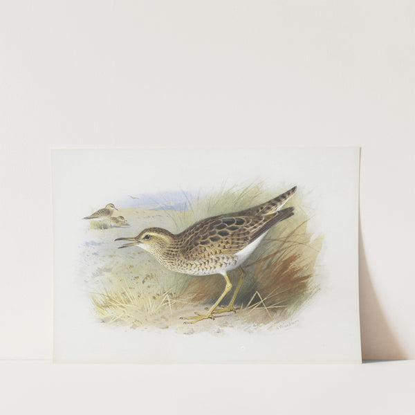 Bartram’s Plover by Archibald Thorburn