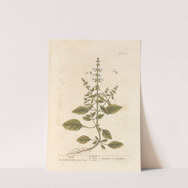 Basil by Elizabeth Blackwell