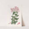 Basil-like Perilomia by Sydenham Edwards