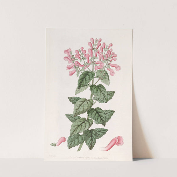 Basil-like Perilomia by Sydenham Edwards