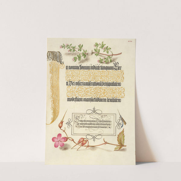 Basil Thyme, Insect, and Herb Robert (1561–1596) by Joris Hoefnagel