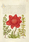 Basil Thyme, Poppy Anemone, and Myrtle (1561–1596)