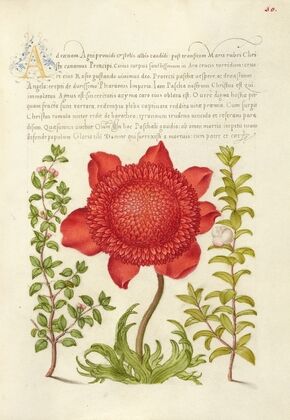 Basil Thyme, Poppy Anemone, and Myrtle (1561–1596)