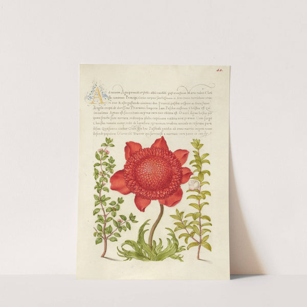 Basil Thyme, Poppy Anemone, and Myrtle (1561–1596) by Joris Hoefnagel