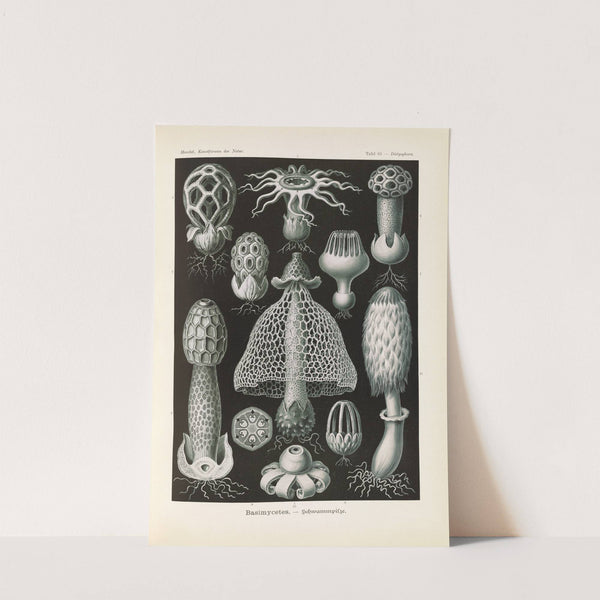 Basimycetes. - Schwammpilze by Ernst Haeckel