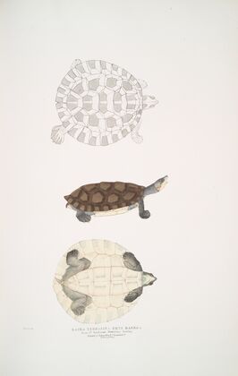 Baska Terrapin, Emys Baska.