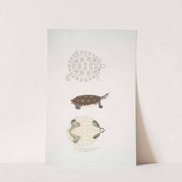 Baska Terrapin, Emys Baska. by John Edward Gray