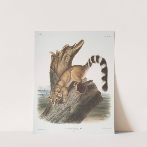 Bassaris astuta, Ring-tailed Bassaris. Natural size. Male. (1845-1848) by John Woodhouse Audubon