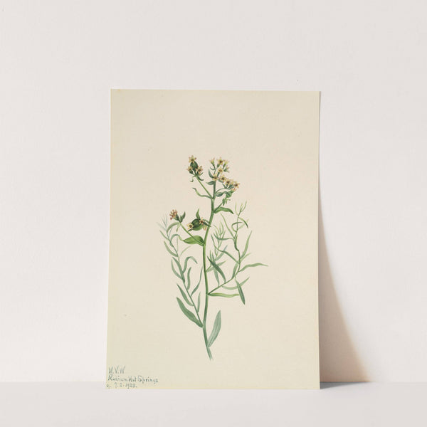 Bastard Toadflax (Comandra pallida) (1923) by Mary Vaux Walcott