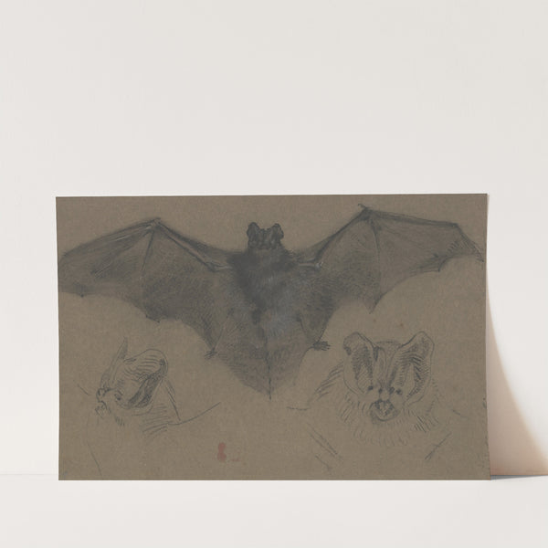 Bat (ca 1818-1822) by Eugène Delacroix