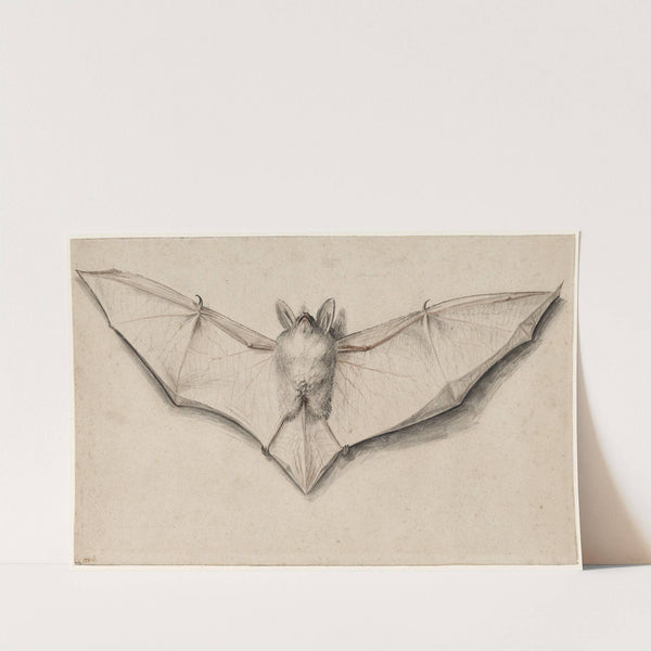 Bat with Outspread Wings by Hans Holbein The Younger