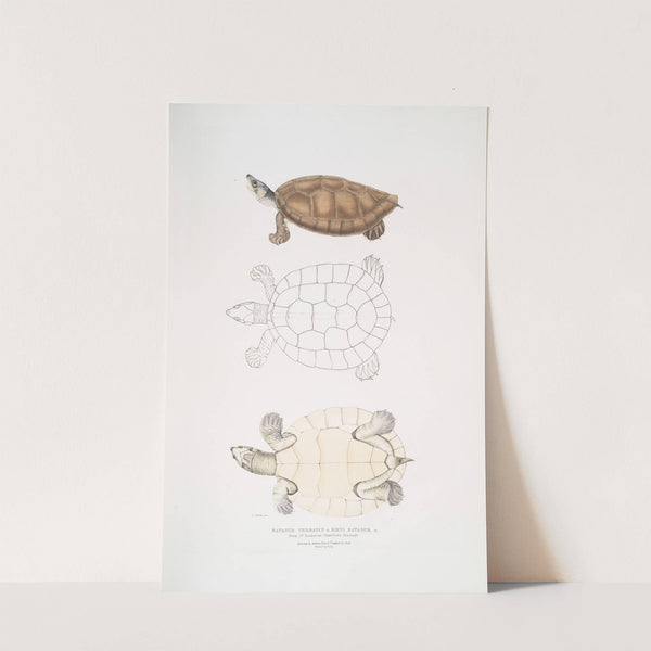 Batagur Terrapin, Emys Batagur. by John Edward Gray