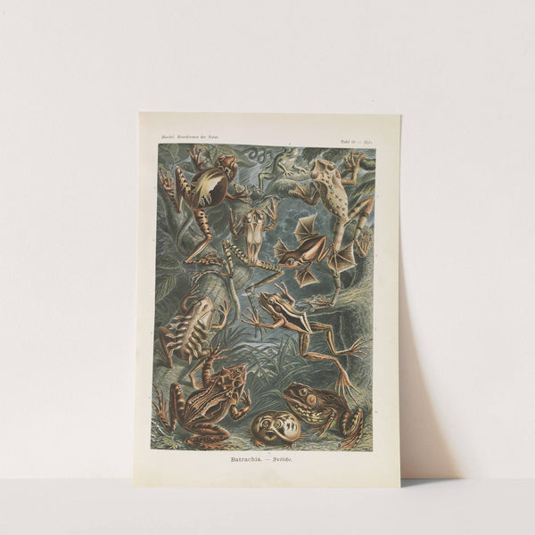 Batrachia. - Frösche by Ernst Haeckel