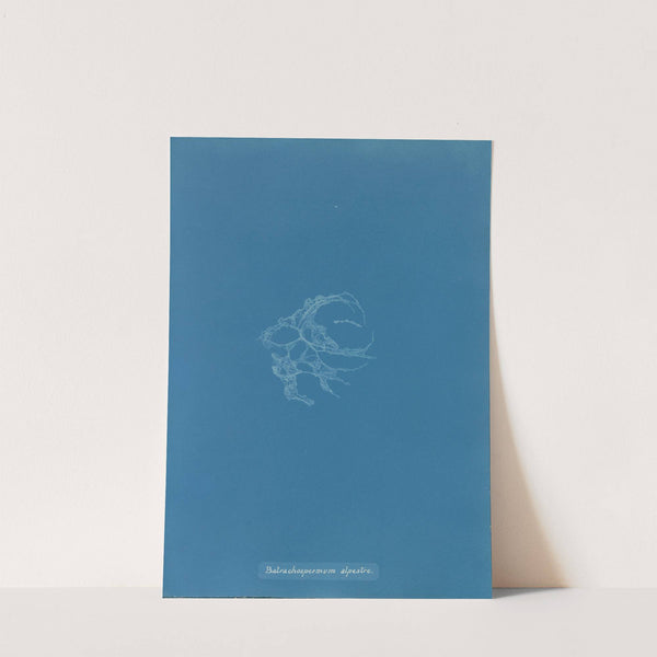 Batrachospermum alpestre by Anna Atkins