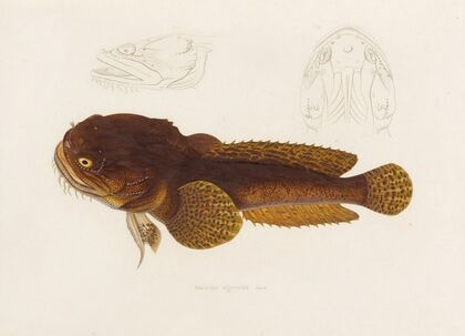 Batrachus Algeriensis (1844-1867)