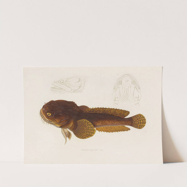 Batrachus Algeriensis (1844-1867) by Arthus Bertrand