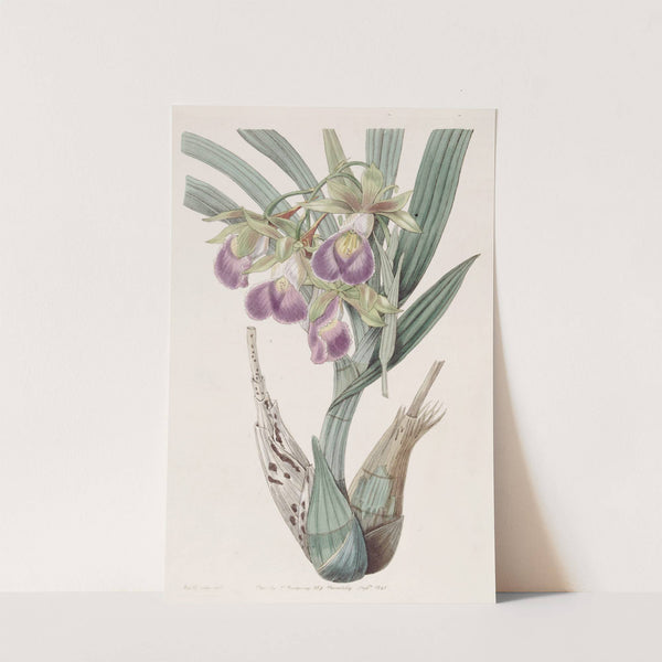 Bauer's Casquewort by Sydenham Edwards