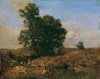Baumgruppe am Feldweg Landschaft