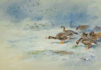 Arnacle Geese (1935.)